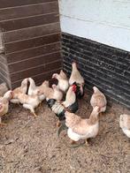 Wyandotte zalm kriel toom, Dieren en Toebehoren, Pluimvee