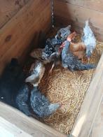 11 half volwassen hanen te koop, Dieren en Toebehoren, Mannelijk, Kip