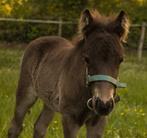 Shetland x Appaloosa hengst veulen 🩵, Dieren en Toebehoren, Paarden, Hengst, Minder dan 160 cm, Gechipt, 0 tot 2 jaar
