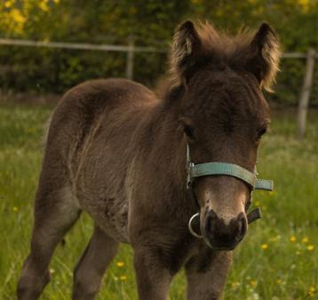 Shetland x Appaloosa hengst veulen 🩵 beschikbaar voor biedingen