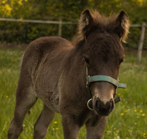 Shetland x Appaloosa hengst veulen 🩵, Dieren en Toebehoren, Paarden, Hengst, Minder dan 160 cm, 0 tot 2 jaar, Met stamboom, Gechipt