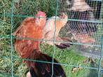 Serama koppel, Dieren en Toebehoren, Pluimvee, Meerdere dieren, Kip