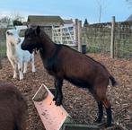 Belgische hertegeit, Animaux & Accessoires, Moutons, Chèvres & Cochons