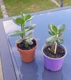 Vetplant Crassula (jadeplant), Huis en Inrichting, Kamerplanten, Ophalen, Vetplant, Halfschaduw, Minder dan 100 cm