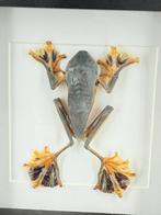 Opgezette Boomkikker in Lijst - Wildernis Atelier