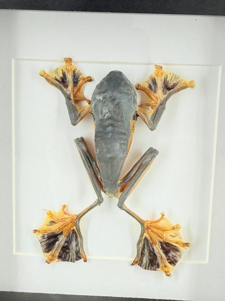 Opgezette Boomkikker in Lijst - Wildernis Atelier, Verzamelen, Dierenverzamelingen