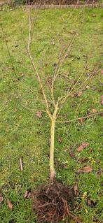 Perzikboom 5 jaar oud, Jardin & Terrasse, Plantes | Arbustes & Haies, Enlèvement