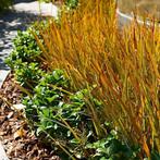 Carex 'Prairie fire' of Oranje zegge, Tuin en Terras, Planten | Tuinplanten, Ophalen, Volle zon, Vaste plant, Siergrassen