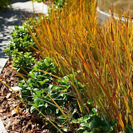 Carex 'Prairie fire' of Oranje zegge, Tuin en Terras, Planten | Tuinplanten, Vaste plant, Siergrassen, Volle zon, Lente, Ophalen