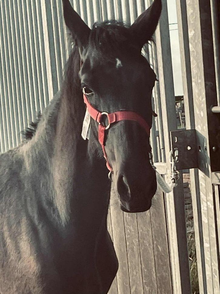 Fries, Dieren en Toebehoren, Paarden, Merrie, Niet van toepassing, Minder dan 160 cm, 0 tot 2 jaar, Tuigpaard, Gechipt, Ontwormd