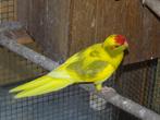 kakarikies augustus 2025, Dieren en Toebehoren