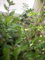 Ficus kamerplant, Maison & Meubles, Plantes d'intérieur, Ombre partielle, Ficus, Enlèvement, Moins de 100 cm