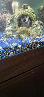 Vissen, Dieren en Toebehoren, Vissen | Aquariumvissen, Vis, Zoetwatervis