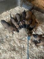 mechelse herder pups super mooi goede afkomst mogen nu weg !, België, Fokker | Hobbymatig, 8 tot 15 weken, CDV (hondenziekte)