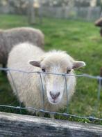 Ouessant ooien, Dieren en Toebehoren, Vrouwelijk, Schaap, 0 tot 2 jaar