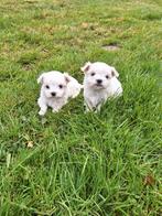 Mini maltezer pups, Dieren en Toebehoren, Honden | Chihuahua's en Gezelschapshonden, België, Maltezer, CDV (hondenziekte), 8 tot 15 weken
