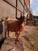 Mini bok half blauw oog, Dieren en Toebehoren, Schapen, Geiten en Varkens