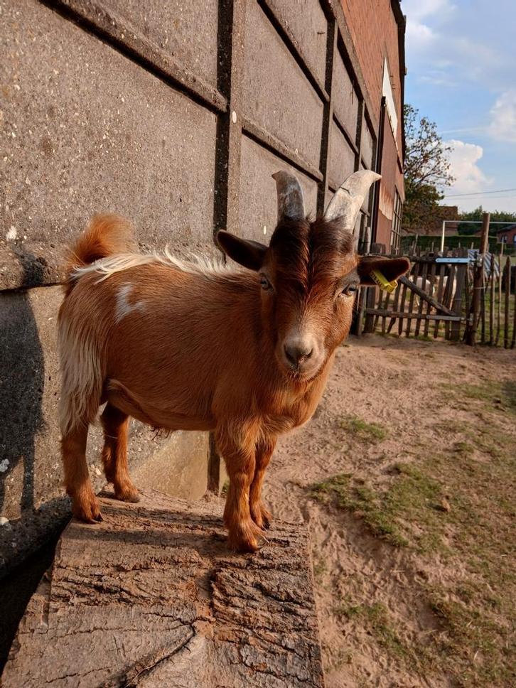 Mini bok half blauw oog, Dieren en Toebehoren, Schapen, Geiten en Varkens