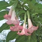 engelentrompet of brugmansia geel en roze, Jardin & Terrasse, Plantes | Jardin, Enlèvement, Autres espèces, Plante fixe