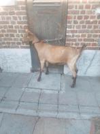 Grote Geiten, Dieren en Toebehoren