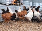 Vorwerk en appenzeller spitskuif kippen, Dieren en Toebehoren, Pluimvee, Meerdere dieren, Kip