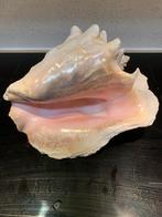 Roze vleugelhoorn schelp ., Verzamelen, Ophalen