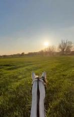 10 jarige volbloed merrie, Dieren en Toebehoren, Paarden en Pony's | Dekhengsten en Fokmerries, Merrie