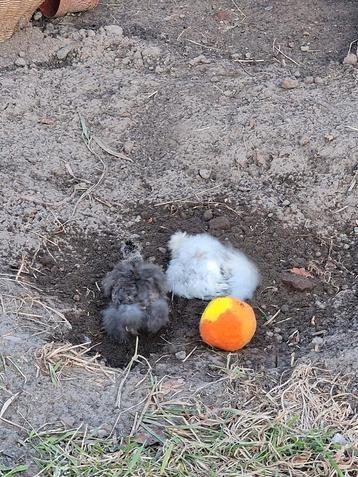 Haantjes gezocht voor onze zorgboerderij.  beschikbaar voor biedingen