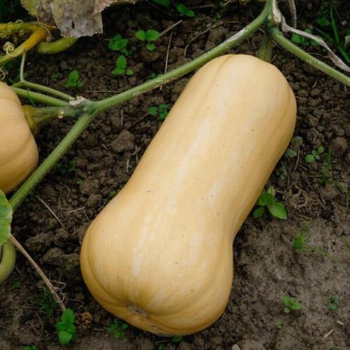 Pompoenplantjes (Butternut), Tuin en Terras, Planten | Tuinplanten, Eenjarig, Groenteplanten, Volle zon, Herfst, Ophalen