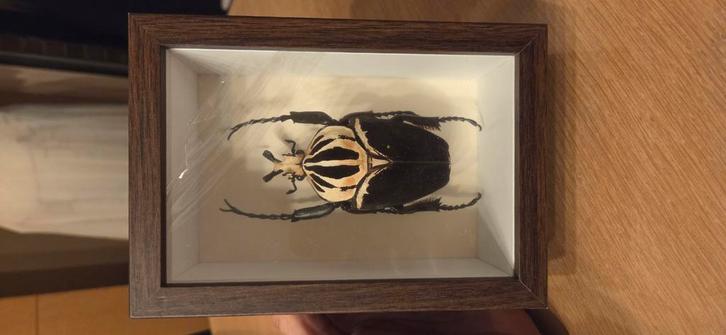 Goliath kever 90mm! In kader, Collections, Collections Animaux, Comme neuf, Insecte, Enlèvement