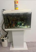 Aquarium te koop met alle toebehoren
120€, Dieren en Toebehoren, Vissen | Aquaria en Toebehoren, Ophalen, Zo goed als nieuw