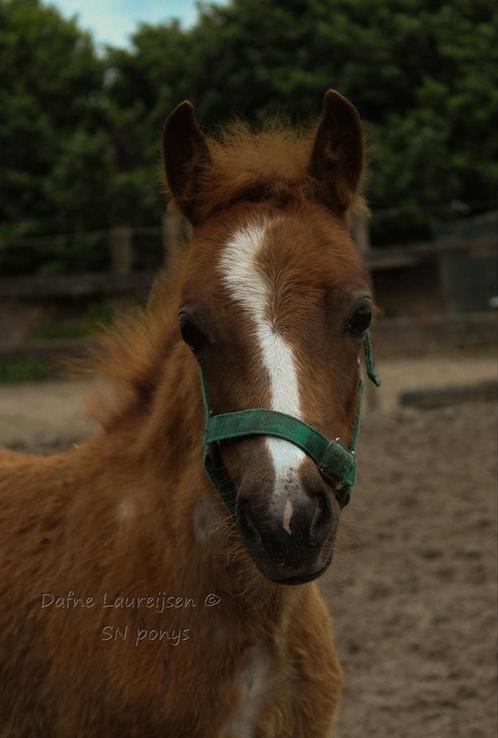 Welsh merrie veulen 🩷, Dieren en Toebehoren, Paarden, Merrie, 0 tot 2 jaar, Met stamboom, Gechipt, Ontwormd