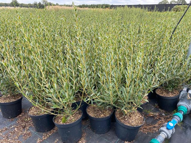 Phillyrea angustifolia, Tuin en Terras, Planten | Struiken en Hagen, Struik, Ophalen of Verzenden