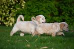 Golden Retriever pups te koop - Ouders aanwezig, CDV (hondenziekte), Meerdere, Golden retriever, 8 tot 15 weken