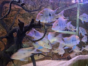 Geophagus Tapajos red head (Zuid Amerikaanse chicliden) beschikbaar voor biedingen