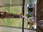 Lutino Alexander, Dieren en Toebehoren, Vogels | Parkieten en Papegaaien, Meerdere dieren, Parkiet, Geringd