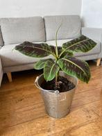 Bananenplant 60cm, Ophalen