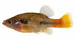 Xenotoca Lyonsi jongen levendbarend, Dieren en Toebehoren, Vissen | Aquariumvissen
