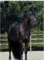 Paard, Dieren en Toebehoren, Ophalen, Recreatie