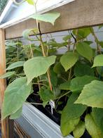 kiwi planten, Ophalen of Verzenden