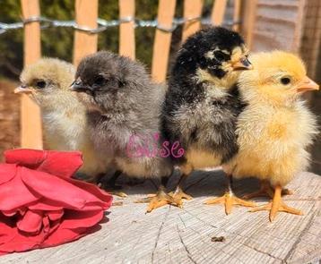 Kuikens olijfleggers groenleggers kippen kuikentjes beschikbaar voor biedingen