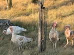 Ronquières kalkoenen, Meerdere dieren, Kalkoen