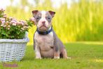 PRACHTIGE AMERICAN BULLY PUPS, Dieren en Toebehoren, België, Overige rassen, 8 tot 15 weken, Meerdere