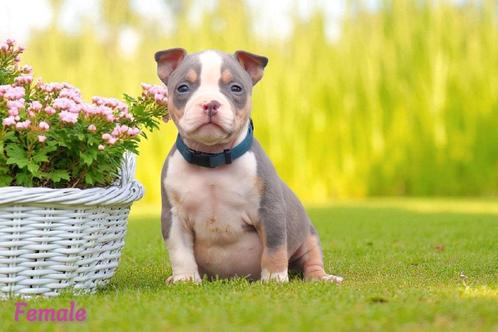 PRACHTIGE AMERICAN BULLY PUPS, Dieren en Toebehoren, Honden | Bulldogs, Pinschers en Molossers, Teef, Overige rassen, Fokker | Professioneel