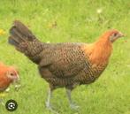 6 goude kempische hoen van pasen 2025, Dieren en Toebehoren, Pluimvee