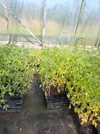 Tomatenplanten - paprikaplanten, Tuin en Terras, Planten | Tuinplanten, Ophalen