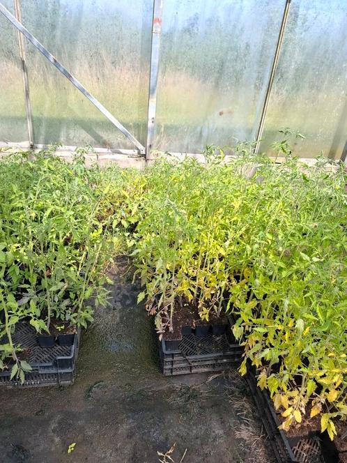 Tomatenplanten - paprikaplanten, Tuin en Terras, Planten | Tuinplanten, Ophalen