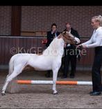 Dekking 2025, BMP,NMPRS,minipaard, miniatuurpaard,pony, Dieren en Toebehoren, Pony's, Hengst