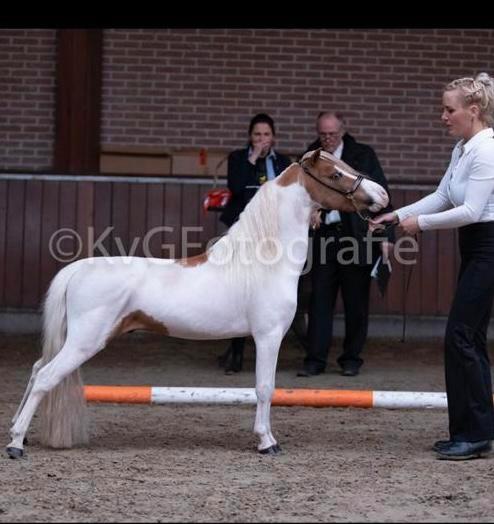 Dekking 2025, BMP,NMPRS,minipaard, miniatuurpaard,pony, Dieren en Toebehoren, Pony's, Hengst