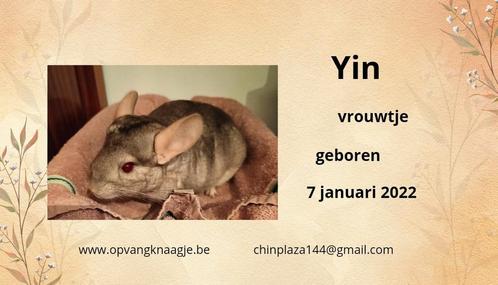 Chinchilla vrouwtje, Dieren en Toebehoren, Knaagdieren, Chinchilla